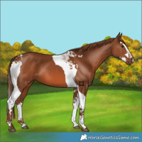 Horse Color:Chestnut Splash Tobiano 