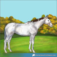 Horse Color:Red Onyx Ice Roan Splash Tobiano 