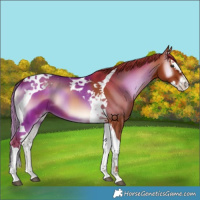Horse Color:Red Onyx Splash Tobiano 