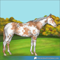 Horse Color:Chestnut Splash Tobiano 