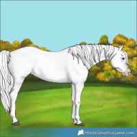 Horse Color:Chocolate Silver Brown Chinchilla Varnish 