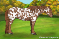 Horse Color:Chestnut Near Leopard 