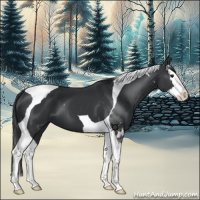 Horse Color:Black Splash Tobiano