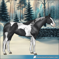 Horse Color:Black Splash Tobiano 