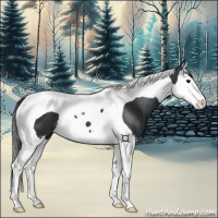 Horse Color:Black Splash Tobiano 