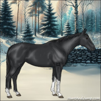 Horse Color:Black Tobiano 