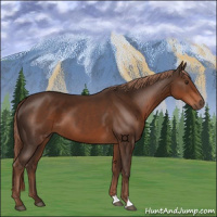 Horse Color:Liver Chestnut 