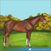 Horse Color:Chestnut Tobiano 
