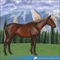 Horse Color:Liver Chestnut 
