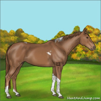 Horse Color:Chestnut Tobiano 