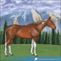 Horse Color:Chestnut Tobiano 
