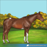Horse Color:Chestnut Tobiano