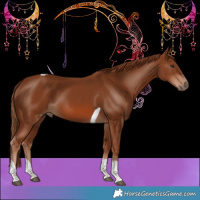 Horse Color:Chestnut Tobiano