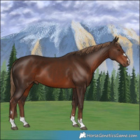 Horse Color:Liver Chestnut 