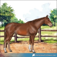 Horse Color:Chestnut Tobiano