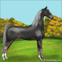 Horse Color:Liver Chestnut Mushroom 