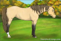 Horse Color:Buckskin Roan Appaloosa 