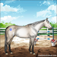 Horse Color:Gray Bay Dun