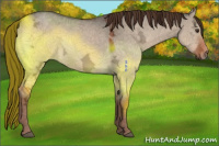 Horse Color:Liver Red Dun Ice 