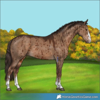 Horse Color:Liver Red Dun Brindle 