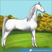 Horse Color:Palomino Appaloosa 