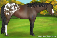 Horse Color:Brown Appaloosa 