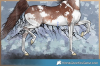 Horse Color:White Spotted Chocolate Brown Splash Rabicano 
