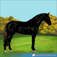Horse Color:Void Red Dun Tobiano Appaloosa Rabicano 