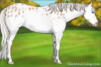 Horse Color:Silver Sable Champagne Roan Splash Blanket Rabicano 