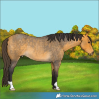Horse Color:Buckskin Roan Rabicano 