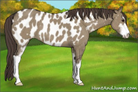Horse Color:Smoky Grullo Sabino Near Leopard