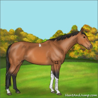 Horse Color:Bay Tobiano