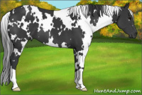 Horse Color:White Spotted Black 