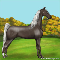 Horse Color:Liver Chestnut Mushroom 