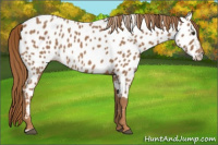 Horse Color:Chestnut Appaloosa 