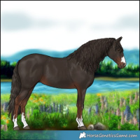Horse Color:Liver Chestnut 