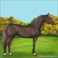 Horse Color:Liver Chestnut 