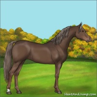 Horse Color:Liver Chestnut 
