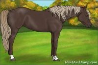Horse Color:Liver Chestnut 