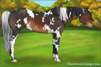 Horse Color:White Spotted Brown 