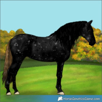 Horse Color:Void Buckskin Roan Appaloosa 