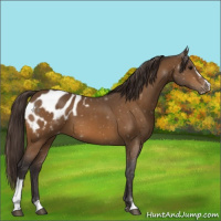 Horse Color:Buckskin Sabino Appaloosa 