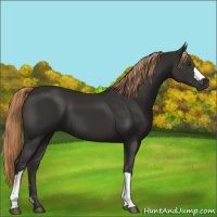 Horse Color:Liver Chestnut 