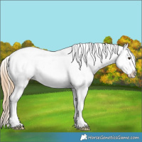 Horse Color:Chestnut Snowflake Varnish Rabicano 
