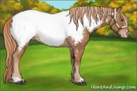 Horse Color:Chestnut Near Fewspot Rabicano 