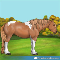 Horse Color:Chestnut Tobiano