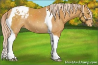 Horse Color:Palomino Tobiano Blanket 