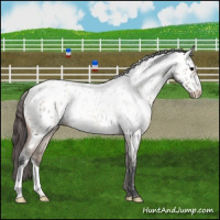 Horse Color:Bay Roan Dun Near Leopard Brindle 