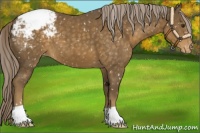 Horse Color:Chocolate Palomino Appaloosa 