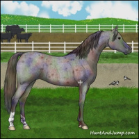 Horse Color:Nacre Blue Roan 